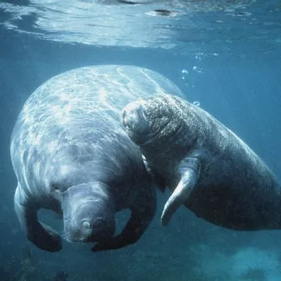 thumbnail for publication: Third Grade Manatee Curriculum—Lesson 9: Manatees Need Warm Water to Survive
